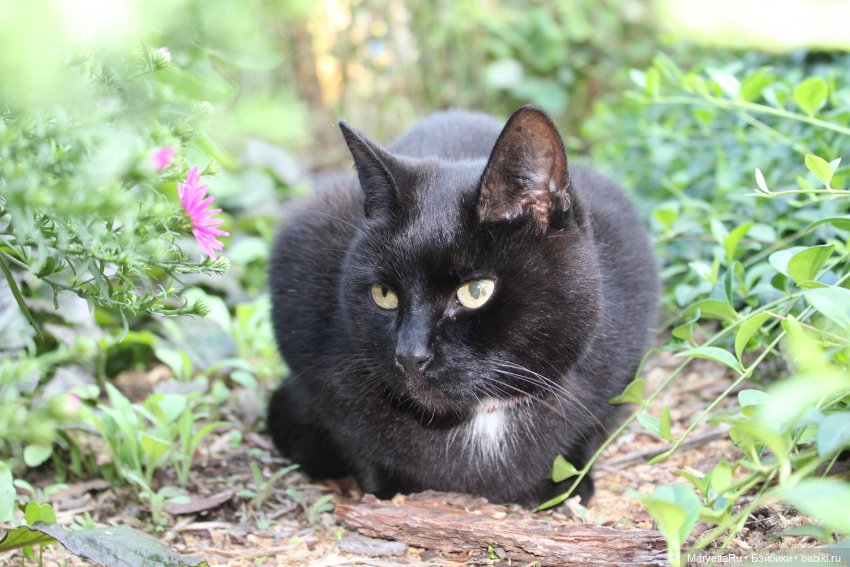 Кот: я ловлю фей — Болталка и разговоры обо всем: жизнь