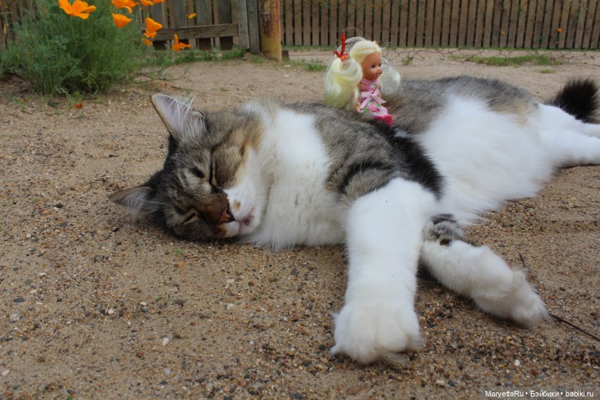 Кот: я ловлю фей — Болталка и разговоры обо всем: жизнь