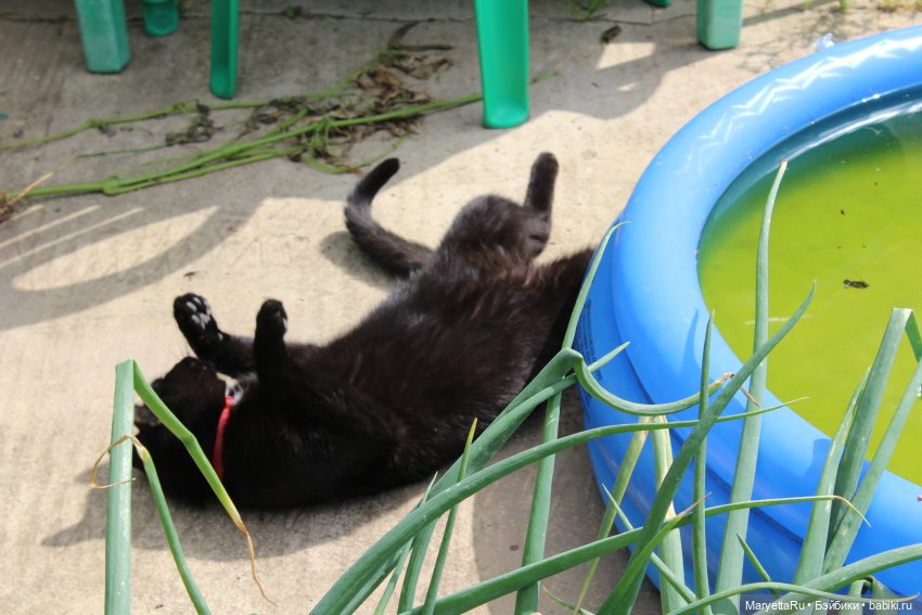 Кот: я ловлю фей — Болталка и разговоры обо всем: жизнь