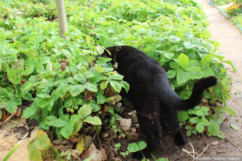 Кот: я ловлю фей — Болталка и разговоры обо всем: жизнь