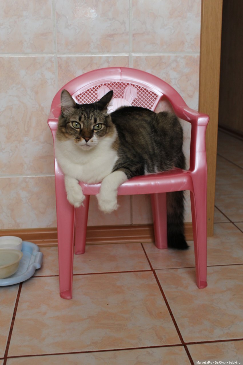 Кот: я ловлю фей — Болталка и разговоры обо всем: жизнь