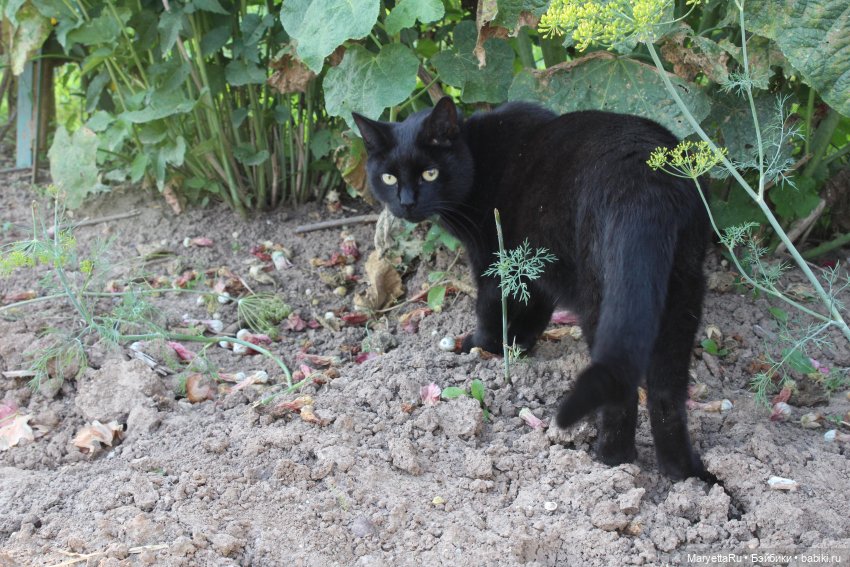 Кот: я ловлю фей — Болталка и разговоры обо всем: жизнь (фото 6)