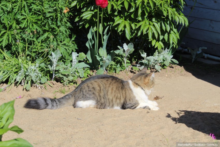 Кот: я ловлю фей — Болталка и разговоры обо всем: жизнь