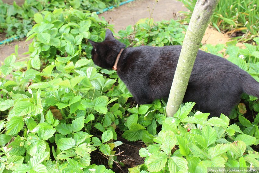 Кот: я ловлю фей — Болталка и разговоры обо всем: жизнь