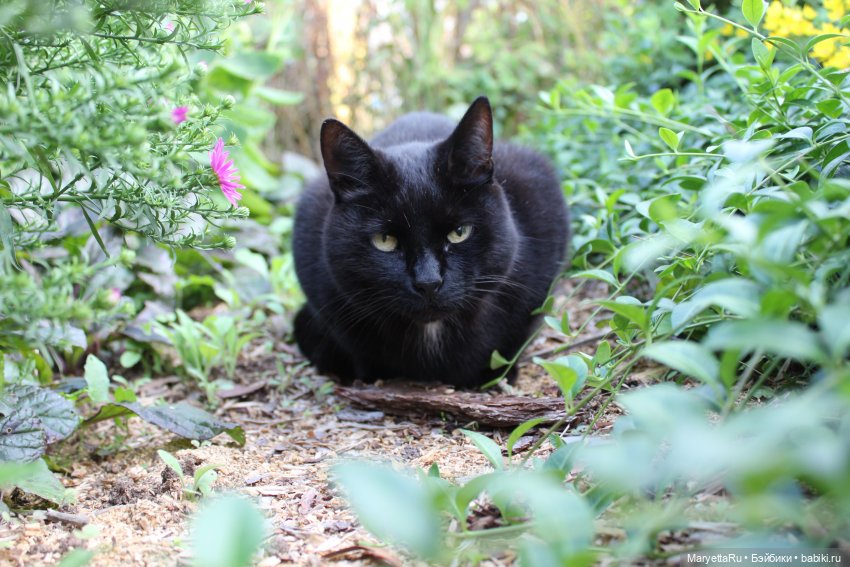 Кот: я ловлю фей — Болталка и разговоры обо всем: жизнь (фото 2)