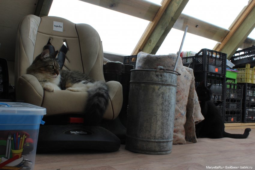 Кот: я ловлю фей — Болталка и разговоры обо всем: жизнь