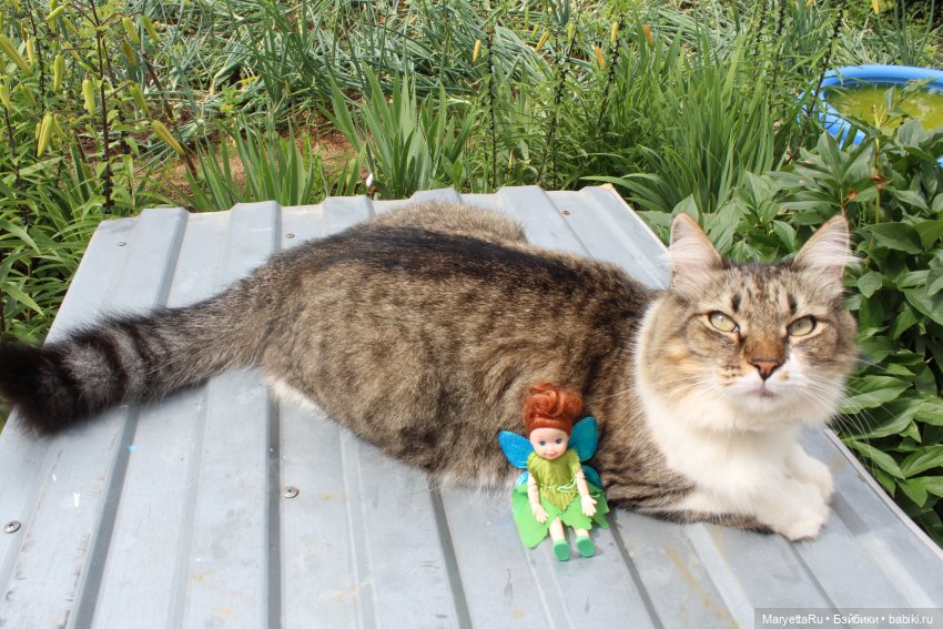 Кот: я ловлю фей — Болталка и разговоры обо всем: жизнь