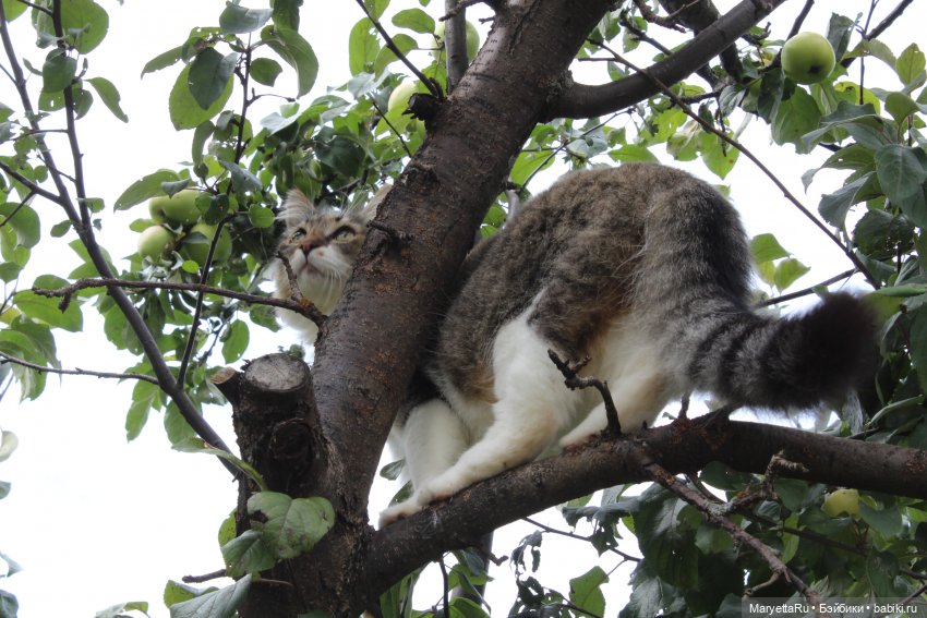 Кот: я ловлю фей — Болталка и разговоры обо всем: жизнь