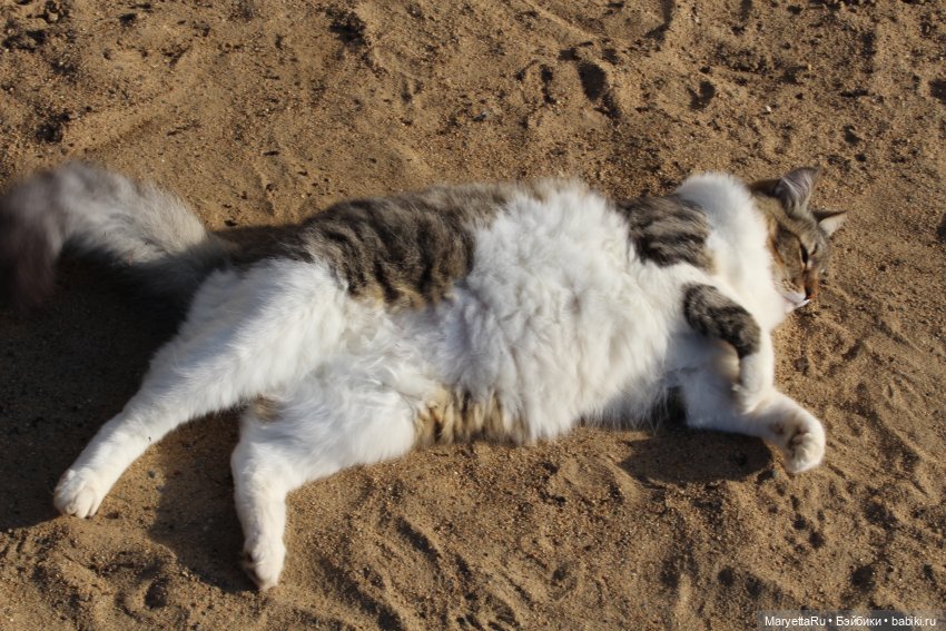 Кот: я ловлю фей — Болталка и разговоры обо всем: жизнь