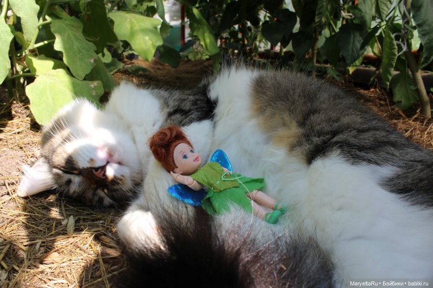 Кот: я ловлю фей — Болталка и разговоры обо всем: жизнь