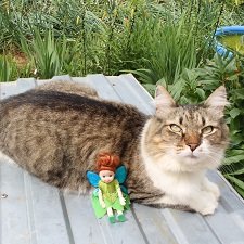 Кот: я ловлю фей