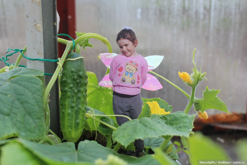 Как послать Фотошоп лесом