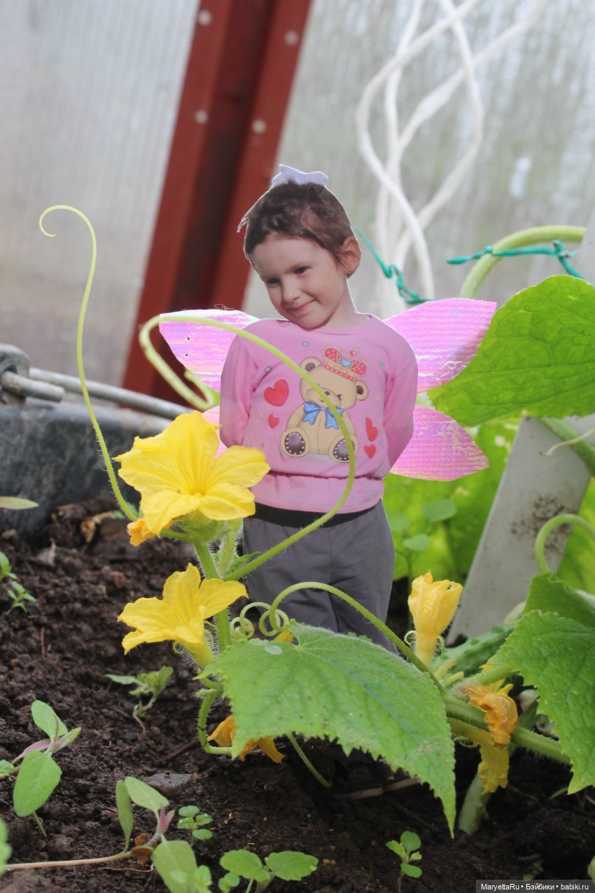 Как послать Фотошоп лесом