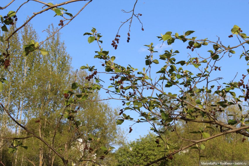 Сначала его звали Ньют Скамандер