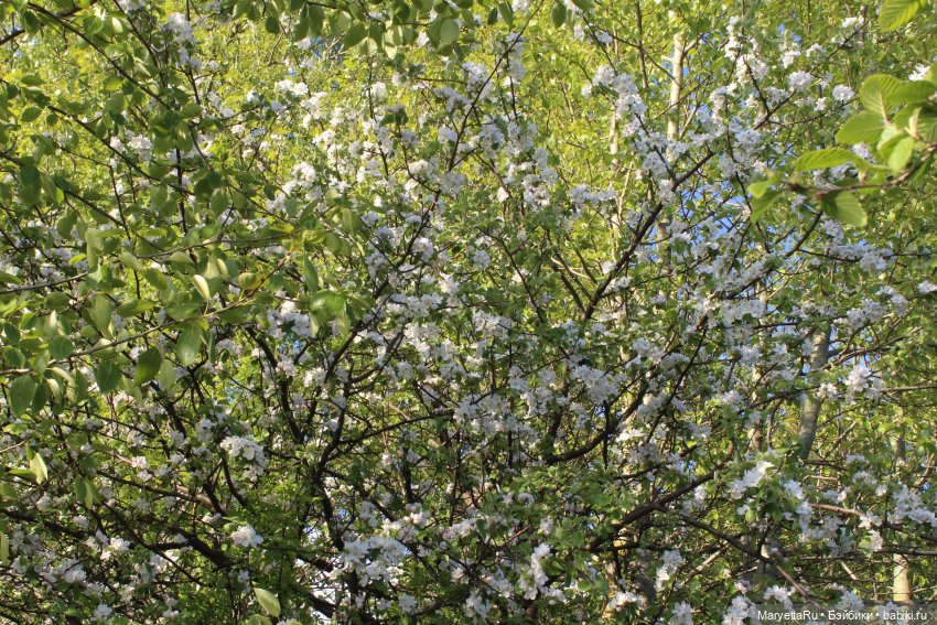 Сначала его звали Ньют Скамандер