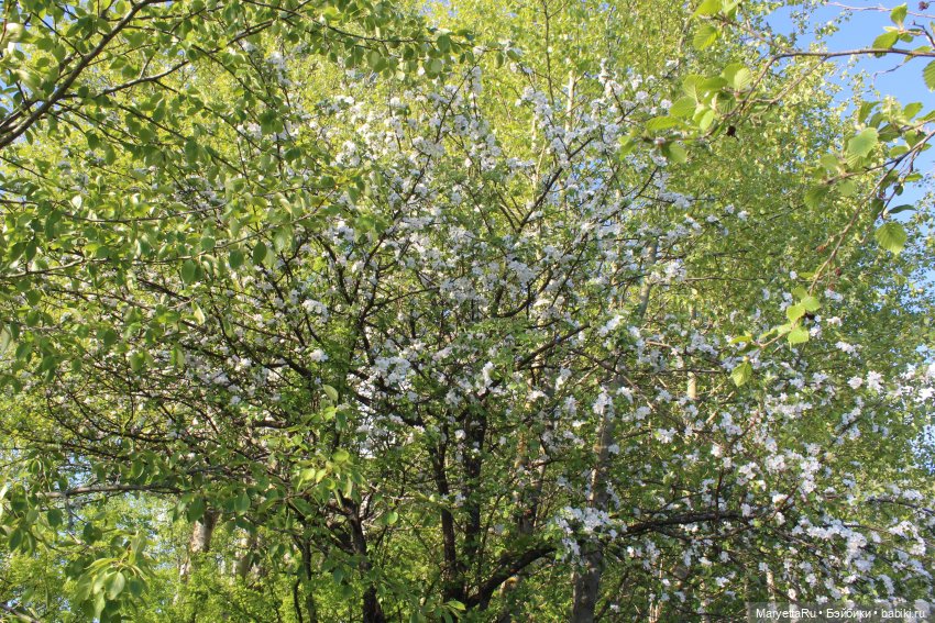 Сначала его звали Ньют Скамандер