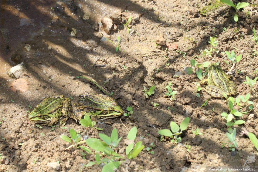 Сказочная свадьба — Проба пера: рассказы