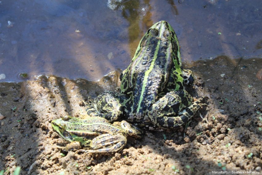 Сказочная свадьба — Проба пера: рассказы