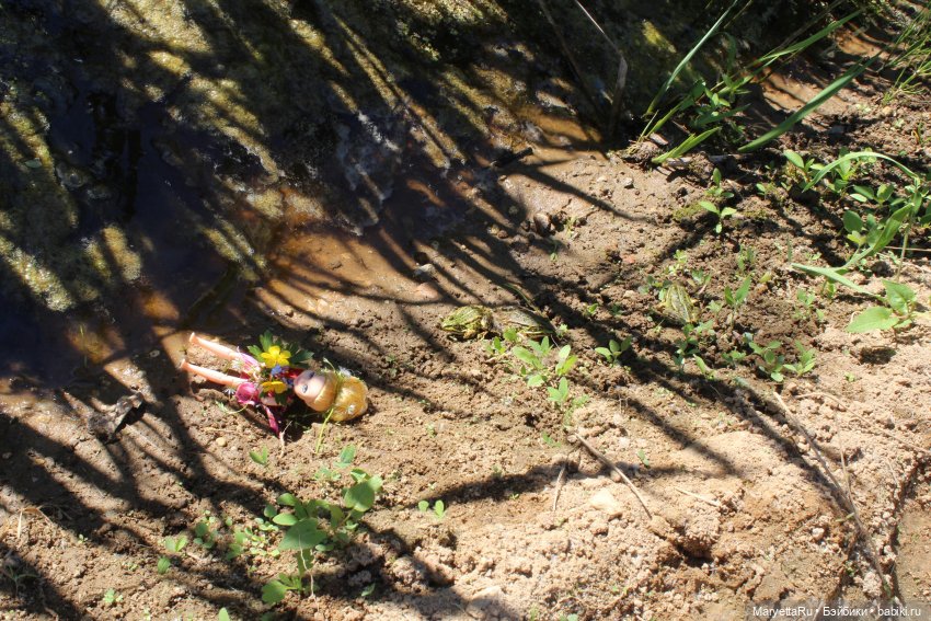 Сказочная свадьба — Проба пера: рассказы