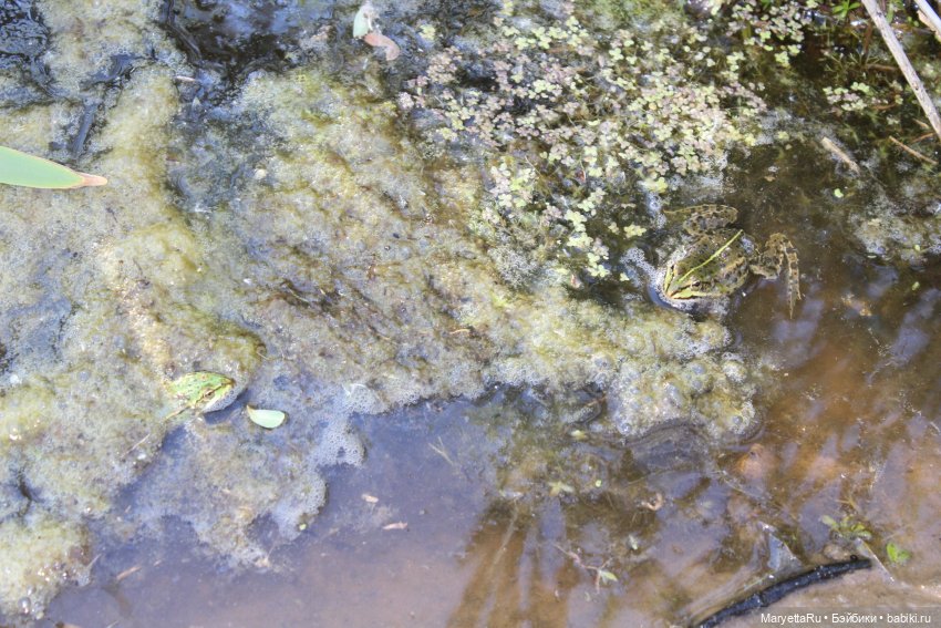 Сказочная свадьба — Проба пера: рассказы