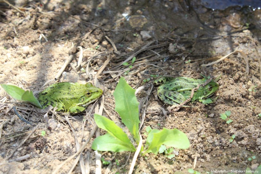 Сказочная свадьба — Проба пера: рассказы