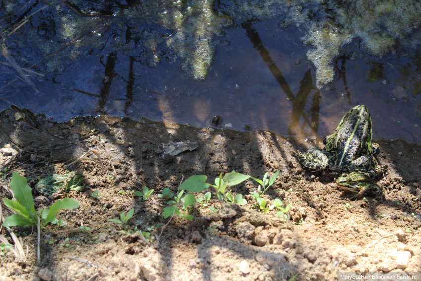 Сказочная свадьба — Проба пера: рассказы