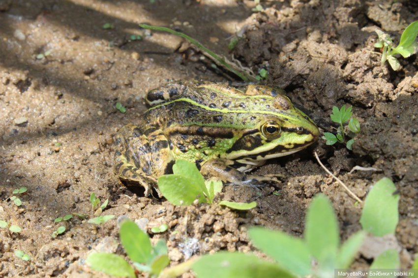 Сказочная свадьба — Проба пера: рассказы