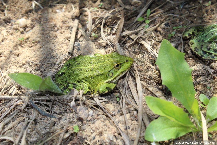 Сказочная свадьба — Проба пера: рассказы
