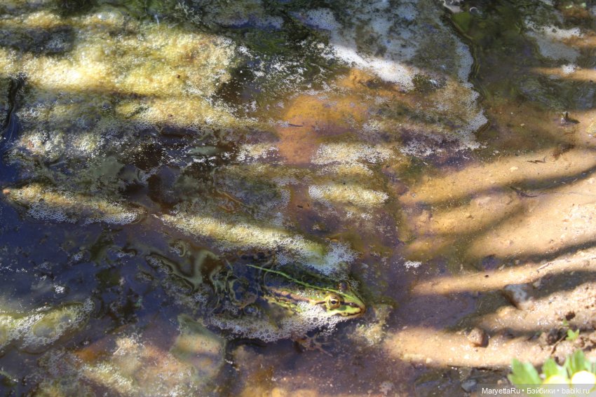 Сказочная свадьба — Проба пера: рассказы (фото 9)