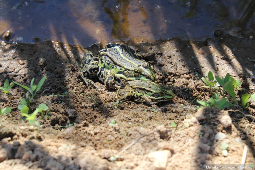 Сказочная свадьба — Проба пера: рассказы