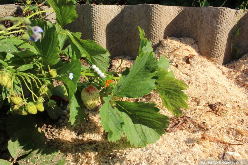 Брюс и феи. Два не пересекающихся мира