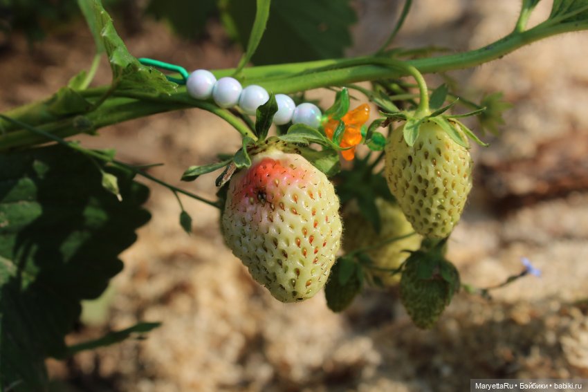 Брюс и феи. Два не пересекающихся мира