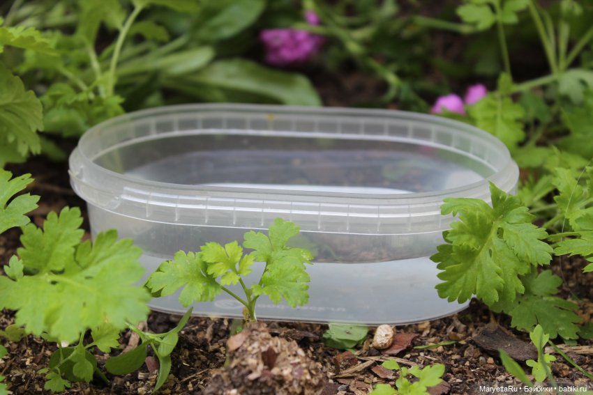 Брюс и феи. Фейская школа (фото 5)