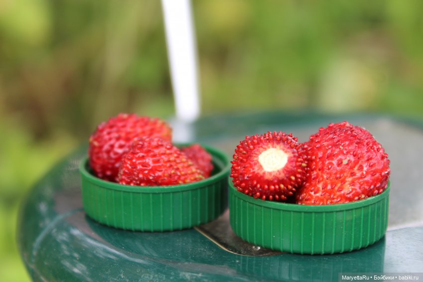 Брюс и феи. Тот, кто держит скипетр