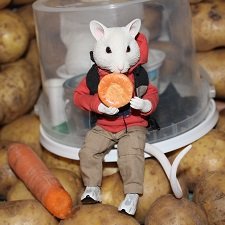 Жалоба на Мыша