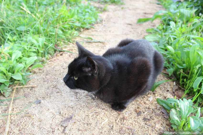 Коты вдохновляют — Болталка и разговоры обо всем: жизнь