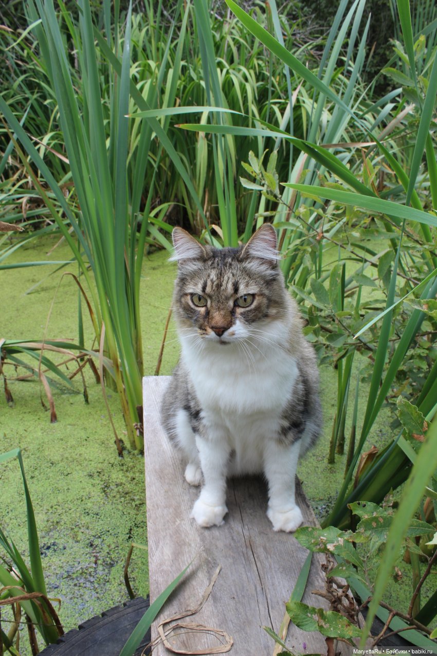 Коты вдохновляют — Болталка и разговоры обо всем: жизнь