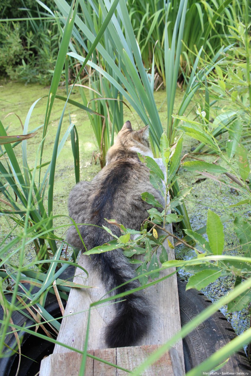 Коты вдохновляют — Болталка и разговоры обо всем: жизнь