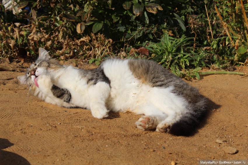 Коты вдохновляют — Болталка и разговоры обо всем: жизнь