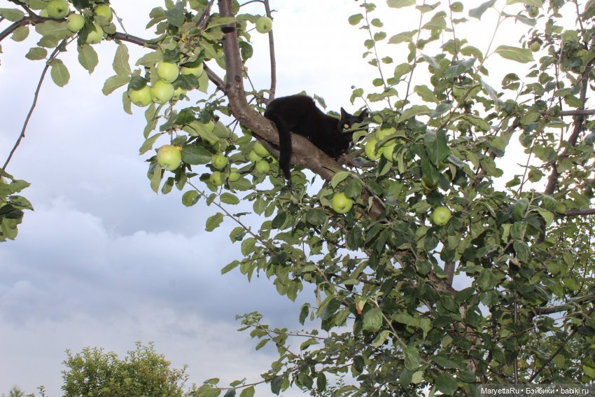 Коты вдохновляют — Болталка и разговоры обо всем: жизнь (фото 6)