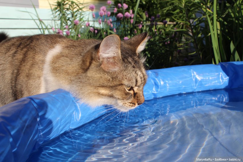 Коты вдохновляют — Болталка и разговоры обо всем: жизнь (фото 2)