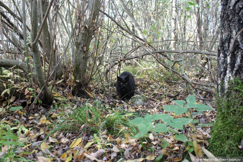 Коты вдохновляют — Болталка и разговоры обо всем: жизнь