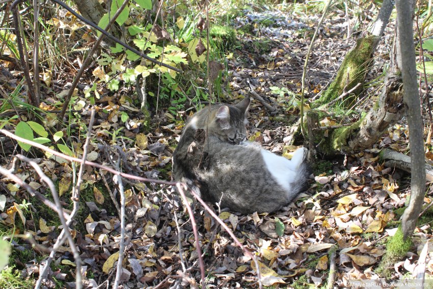 Коты вдохновляют — Болталка и разговоры обо всем: жизнь