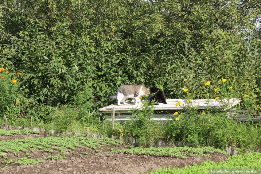 Коты вдохновляют — Болталка и разговоры обо всем: жизнь