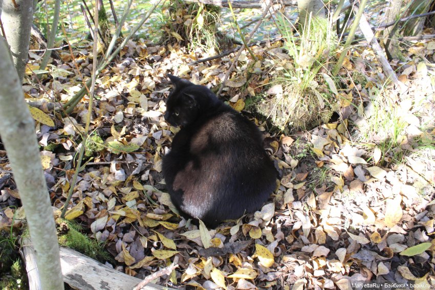 Коты вдохновляют — Болталка и разговоры обо всем: жизнь