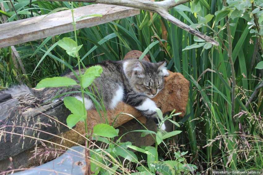 Коты вдохновляют — Болталка и разговоры обо всем: жизнь