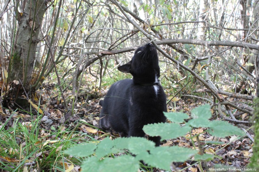 Коты вдохновляют — Болталка и разговоры обо всем: жизнь