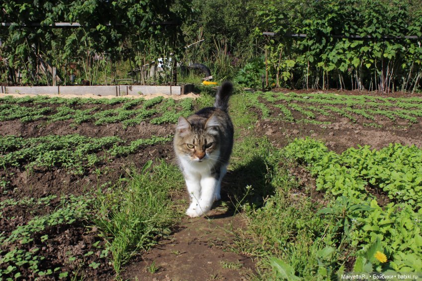 Коты вдохновляют — Болталка и разговоры обо всем: жизнь (фото 10)