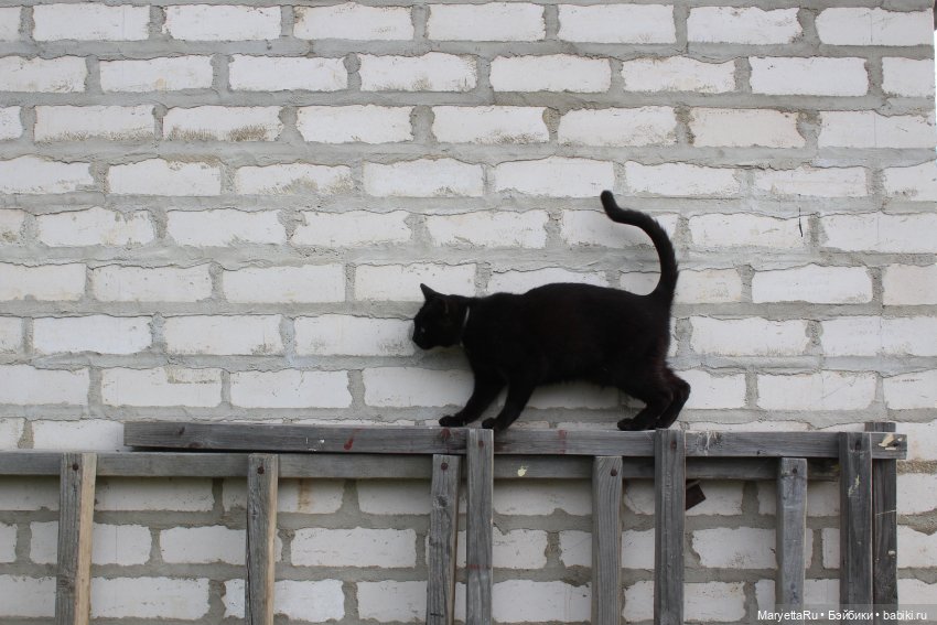 Коты вдохновляют — Болталка и разговоры обо всем: жизнь