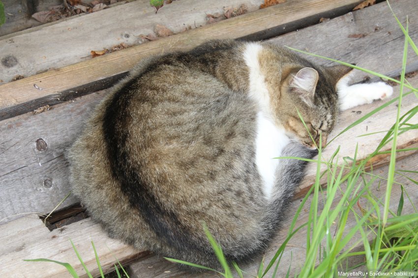 Коты вдохновляют — Болталка и разговоры обо всем: жизнь